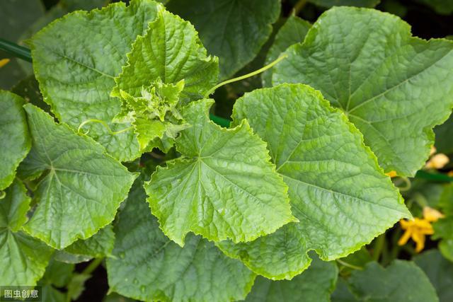 冬季黄瓜苗定植与管理_黄瓜冬季种植技术视频_冬天黄瓜种植