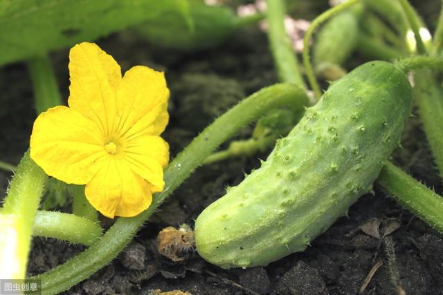 冬季黄瓜苗定植与管理_冬天黄瓜种植_黄瓜冬季种植技术视频