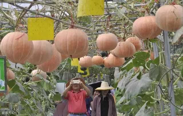 冬春茬南瓜高产管理技术，定植后做好这几点管理，南瓜挂满架