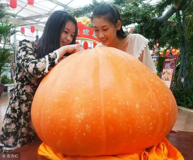 东北南瓜什么时候育苗_南瓜东北种植技术与管理_东北南瓜种植技术