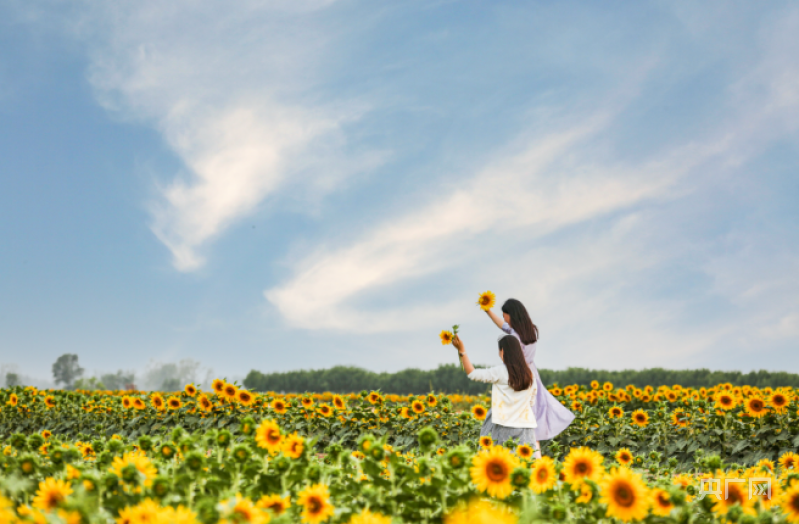 石家庄葵花籽批发市场_石家庄油葵的种植时间和方法_石家庄油葵种植致富