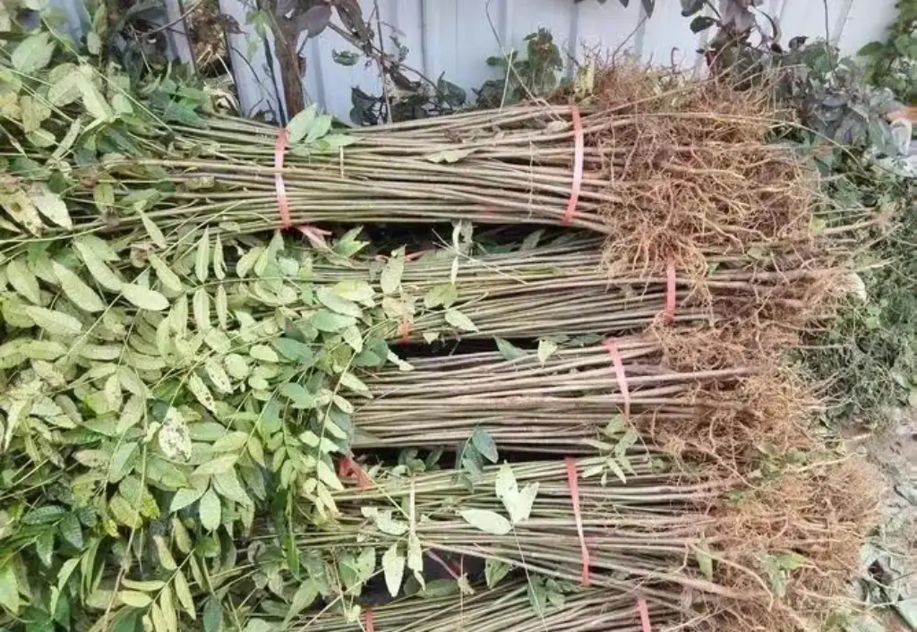 致富大棚种植香椿好吗_致富经大棚种植香椿_种植大棚香椿的经济效益