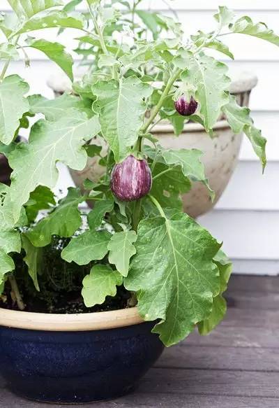 大棚茄子种植技术_茄子的种植技术_茄子种植技术茄子管理