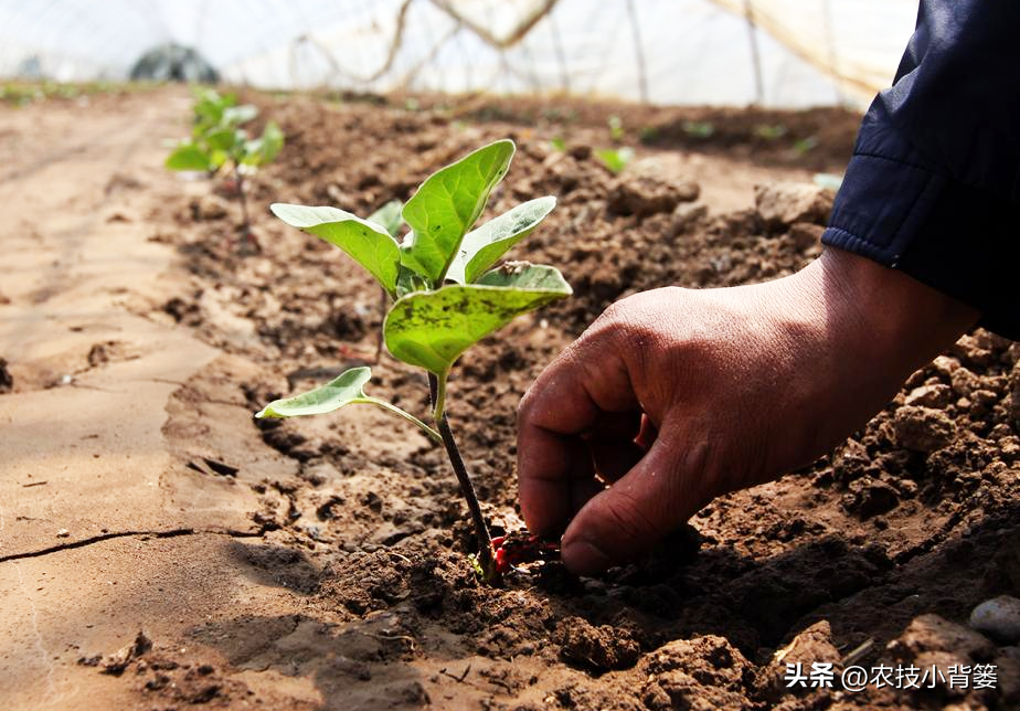 茄子的种植技术_茄子种植技术和种植时间_茄子种植技术视频请看农广天地