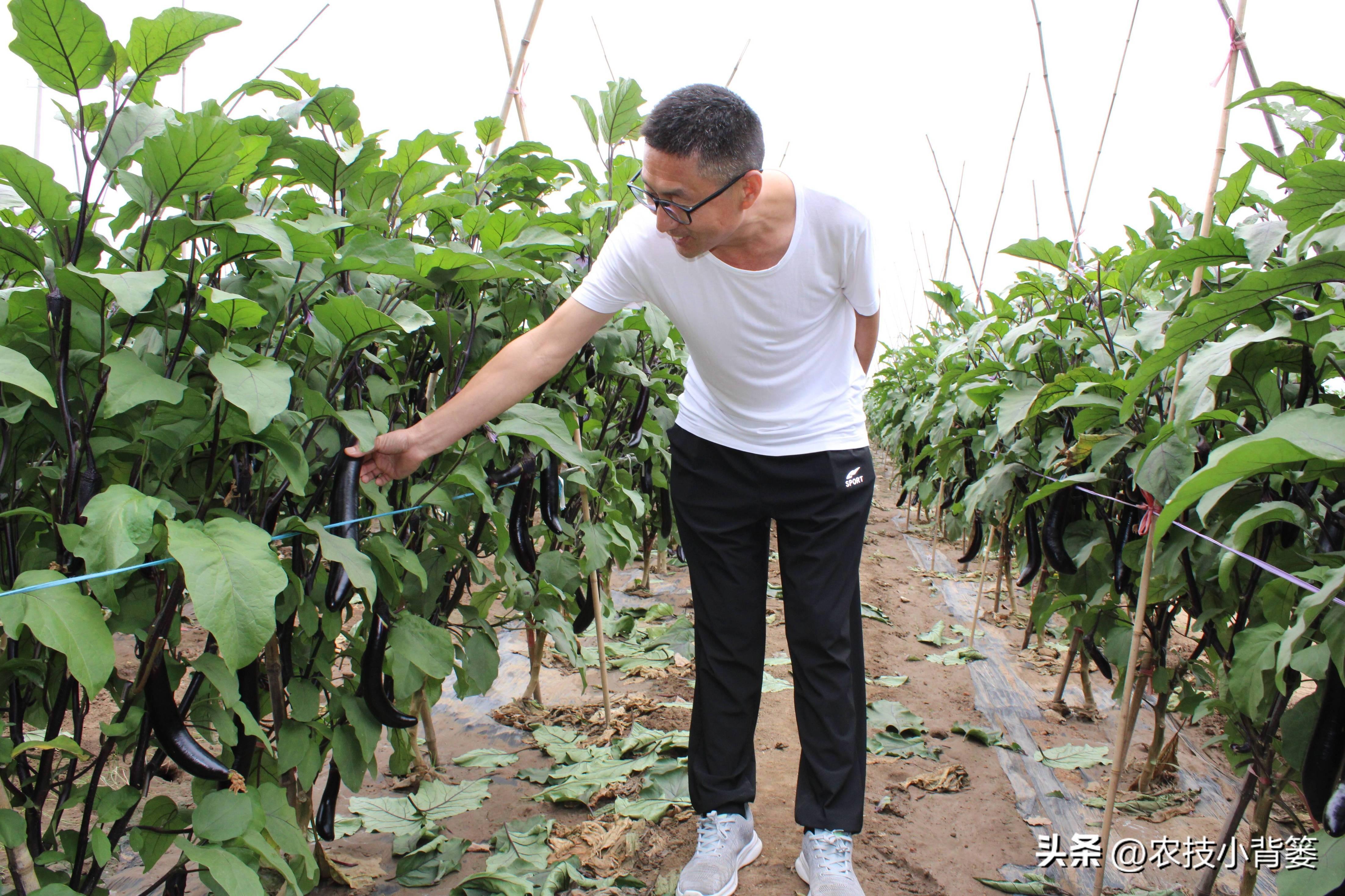 茄子的种植技术_茄子种植技术视频请看农广天地_茄子种植技术和种植时间