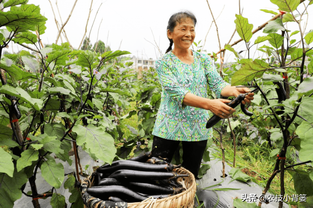 茄子种植技术和种植时间_茄子的种植技术_茄子种植技术视频请看农广天地