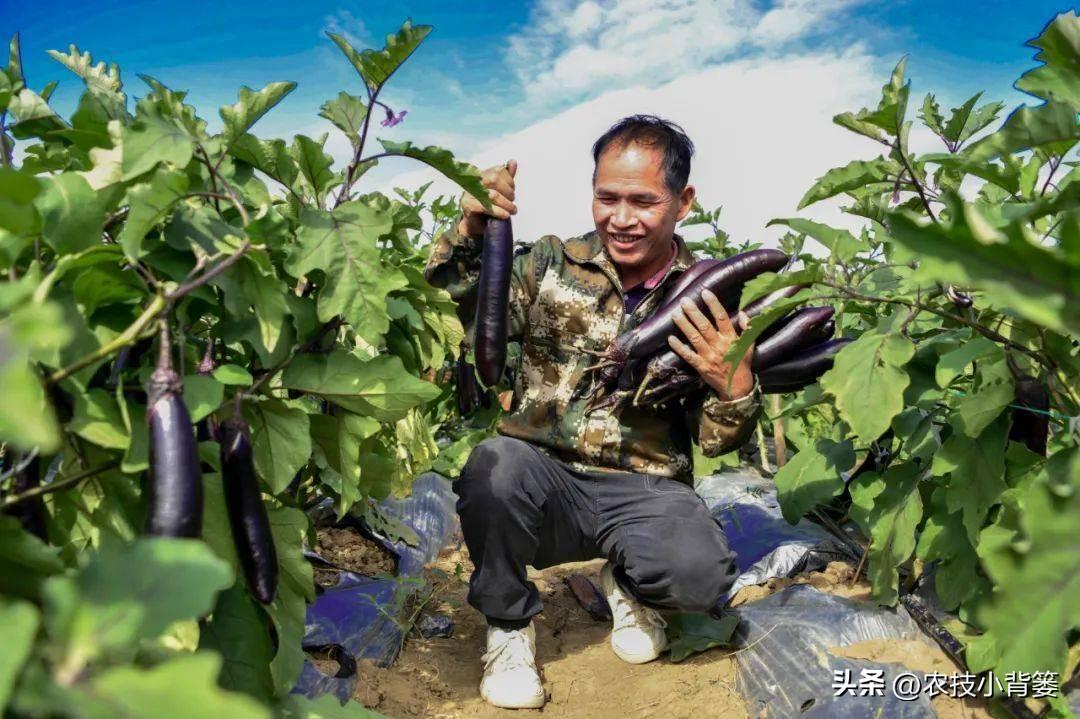 茄子种植技术视频请看农广天地_茄子种植技术和种植时间_茄子的种植技术