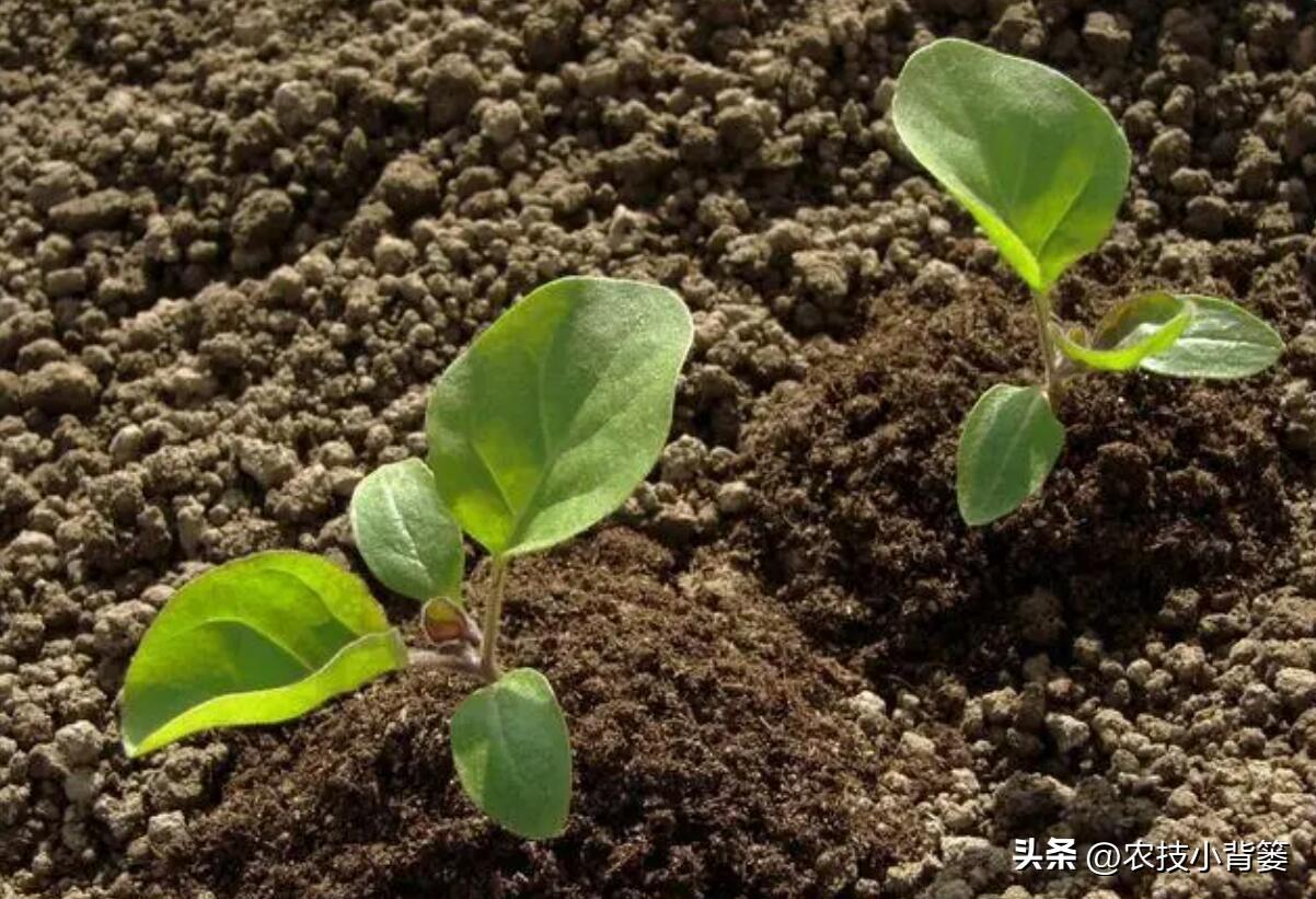 茄子种植技术视频请看农广天地_茄子的种植技术_茄子种植技术和种植时间