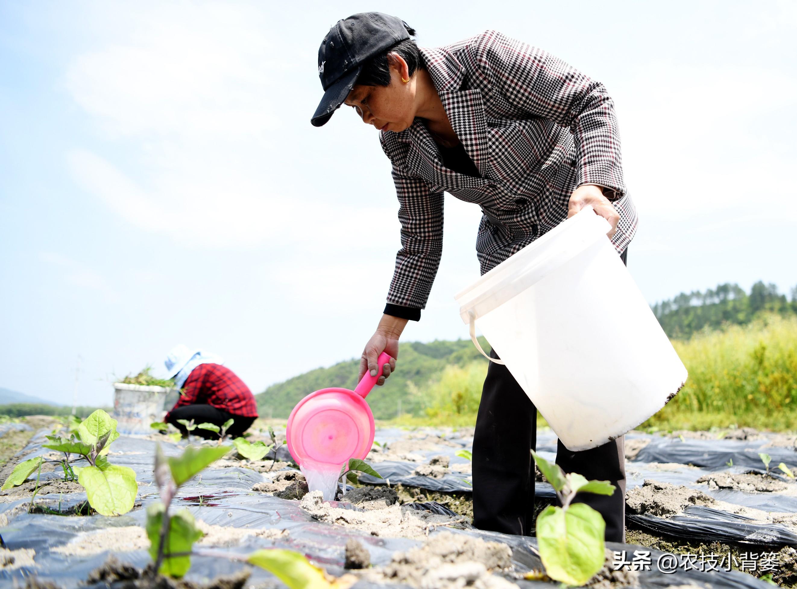 茄子种植技术和种植时间_茄子种植技术视频请看农广天地_茄子的种植技术