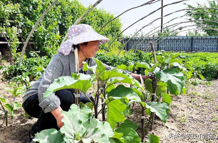 茄子的种植技术_茄子种植技术视频请看农广天地_茄子种植技术和种植时间