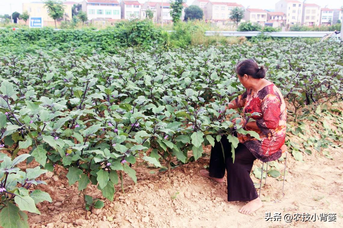 茄子种植技术视频请看农广天地_茄子的种植技术_茄子种植技术和种植时间