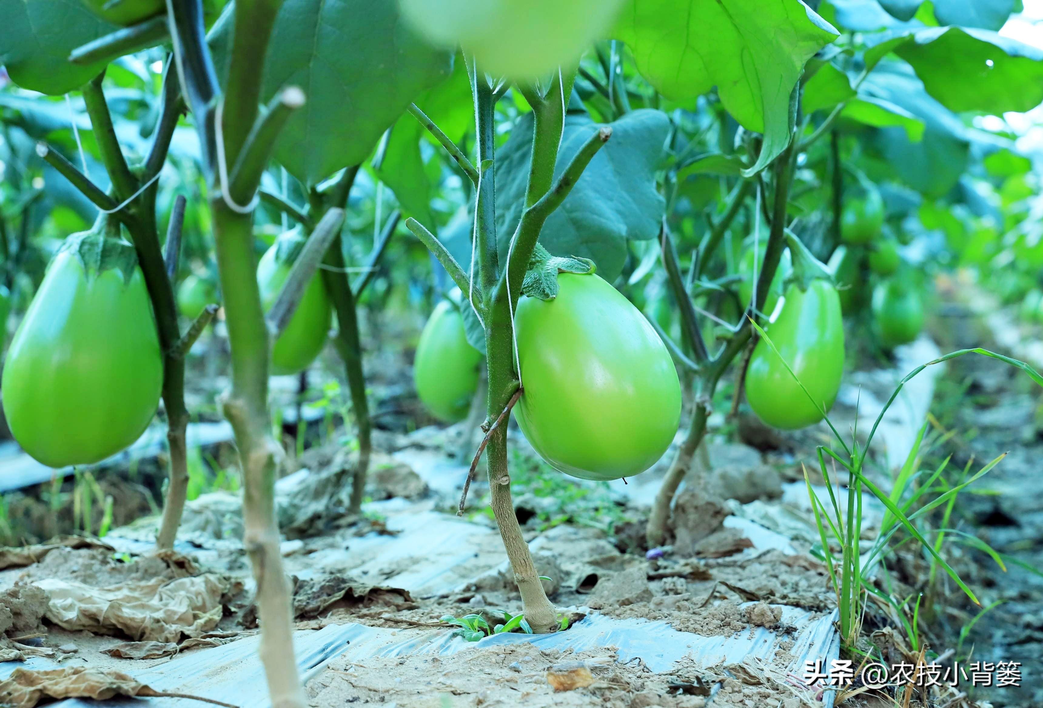 茄子种植技术和种植时间_茄子的种植技术_茄子种植技术视频请看农广天地