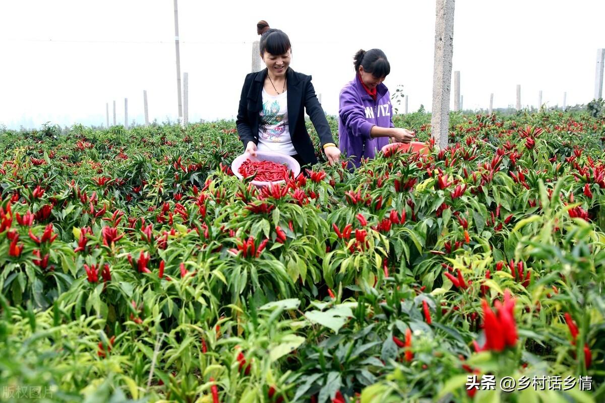 茄子种植技术与管理_茄子的种植技术_茄子种植技术和种植时间