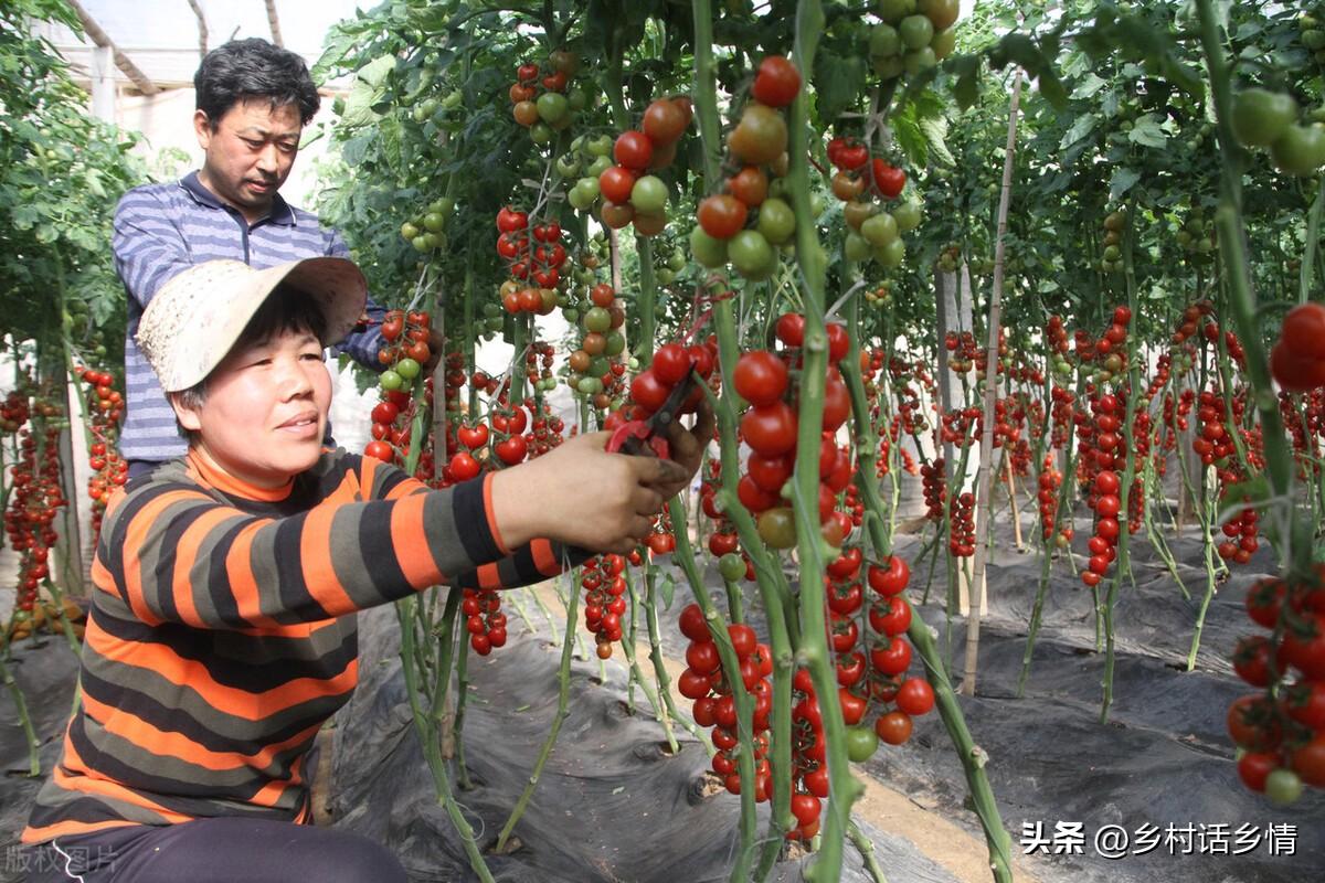 茄子的种植技术_茄子种植技术与管理_茄子种植技术和种植时间