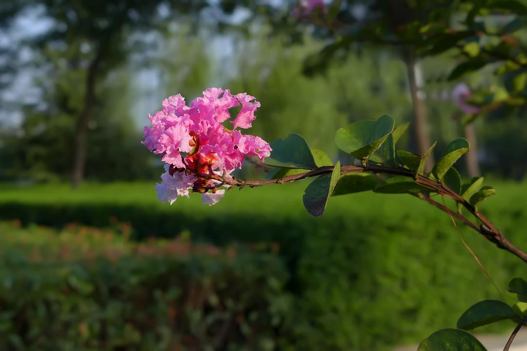 种植致富树培育_种植致富业_种树致富经