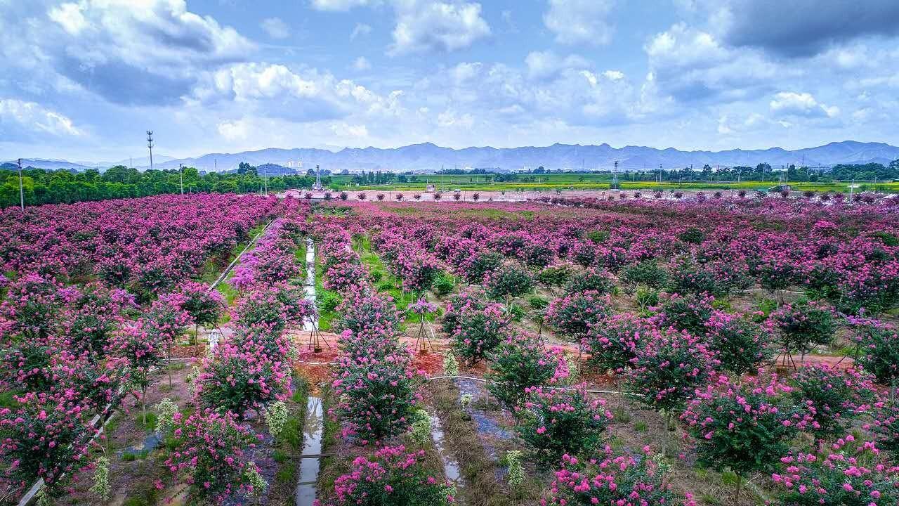 种树致富经_种植致富树培育_种植致富业