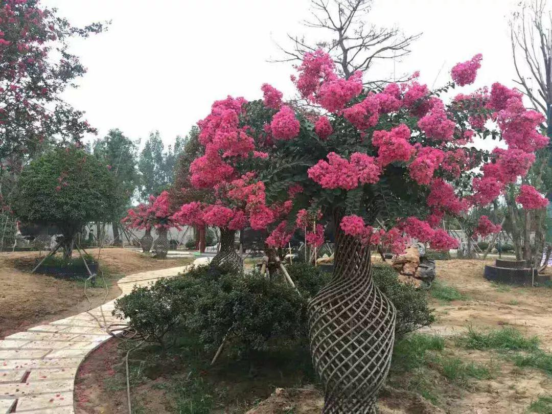 种植致富业_种植致富树培育_种树致富经