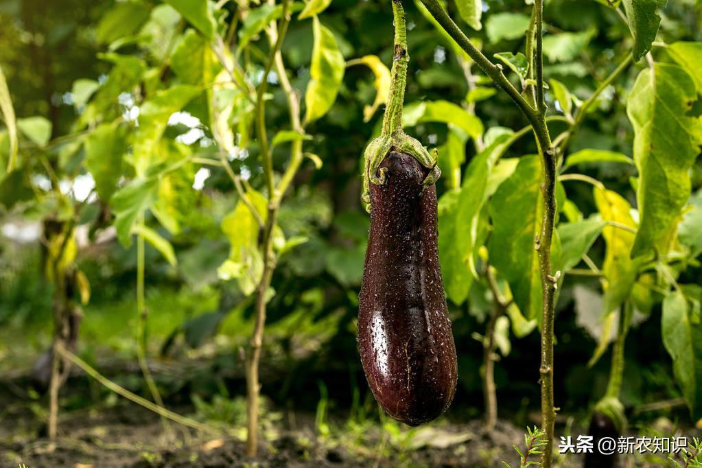 大棚茄子种植技术_茄子的种植技术_茄子种植技术与管理