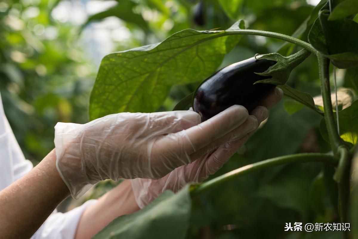 茄子种植技术与管理_大棚茄子种植技术_茄子的种植技术