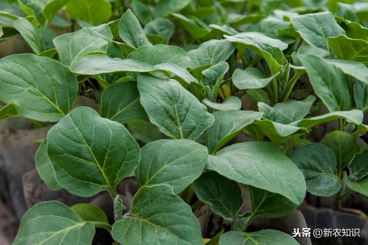 茄子的种植技术_茄子种植技术与管理_大棚茄子种植技术