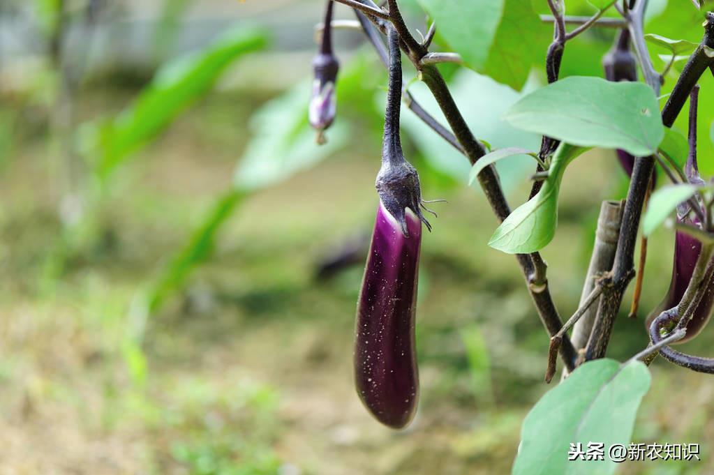 大棚茄子种植技术_茄子种植技术与管理_茄子的种植技术