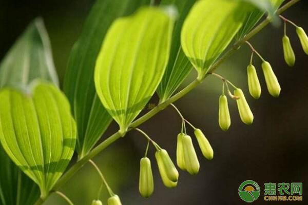 种植黄精赚钱吗？黄精种植效益如何？（附种植技术）