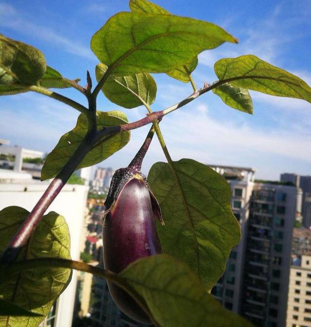 茄子的种植技术_大棚茄子种植技术_茄子种植技术茄子管理