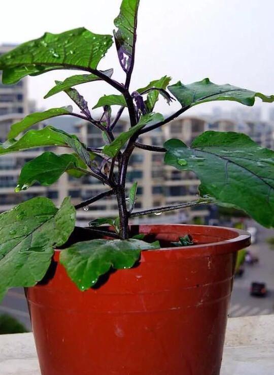 大棚茄子种植技术_茄子的种植技术_茄子种植技术茄子管理