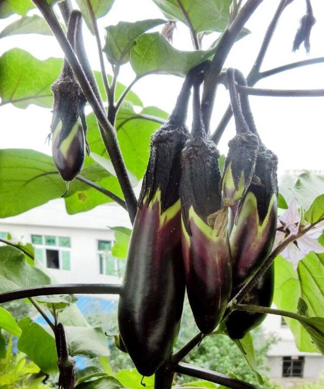 茄子种植技术茄子管理_茄子的种植技术_大棚茄子种植技术