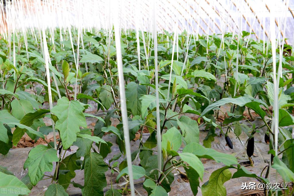 茄子种植技术茄子管理_茄子种植技术视频请看农广天地_茄子的种植技术