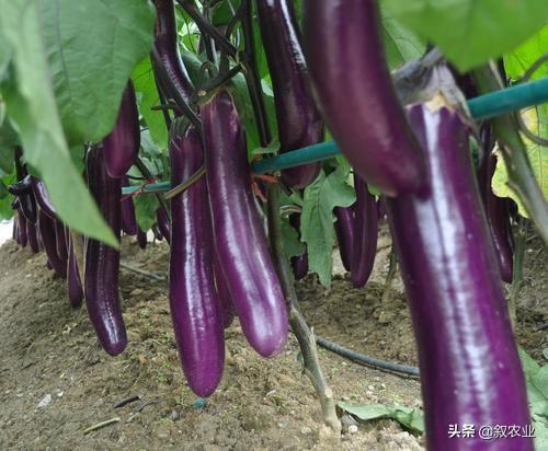 茄子种植技术视频请看农广天地_茄子种植技术茄子管理_茄子的种植技术