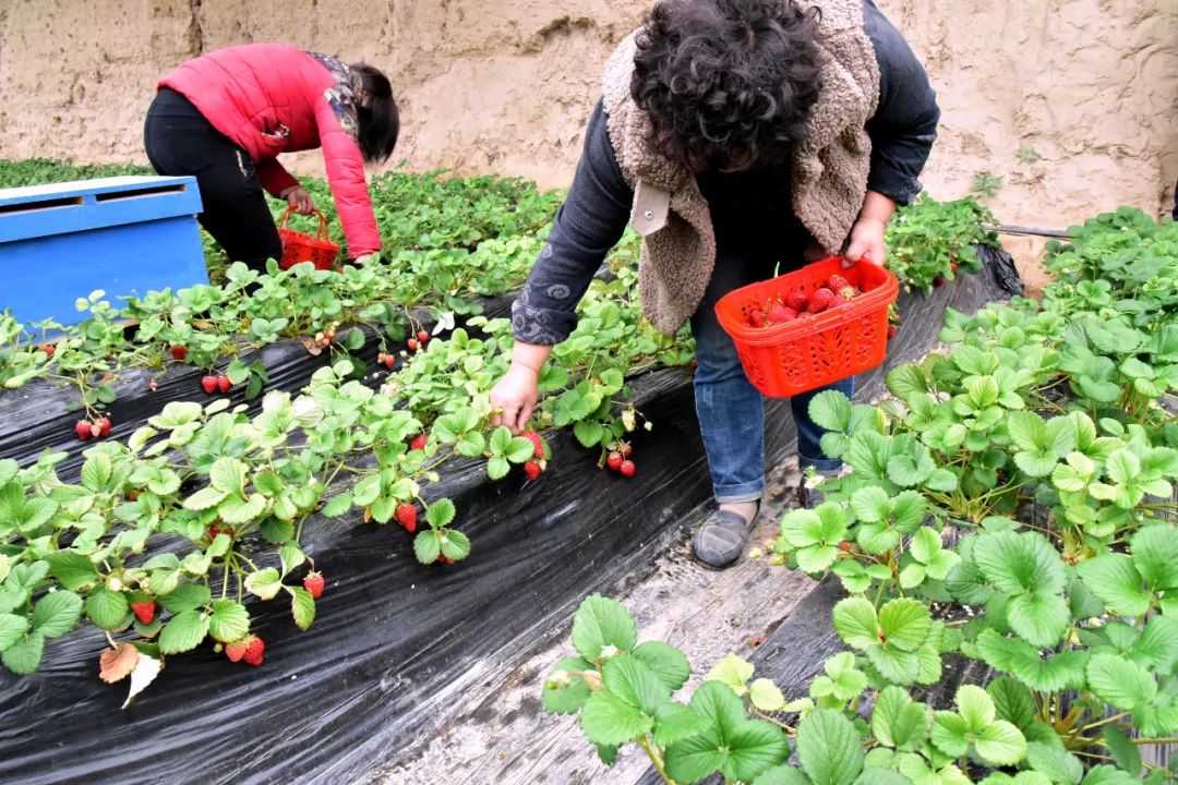 农业节目致富经种植视频_农民采访种植问题_种植致富视频采访