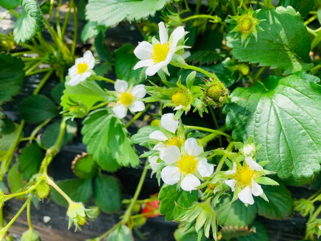 农业节目致富经种植视频_种植致富视频采访_农民采访种植问题