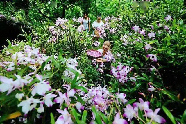 致富经灰树花_灰树花种植前景_灰树花栽培技术视频