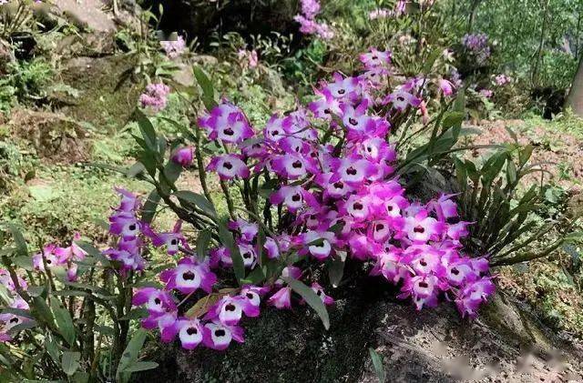 致富经灰树花_灰树花种植前景_灰树花栽培技术视频