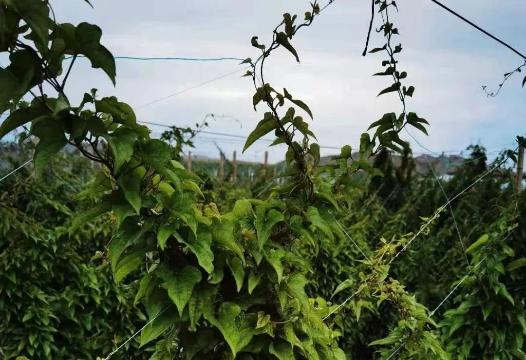 甘肃省白银市农作物种植情况_甘肃白银农作物_白银种植致富