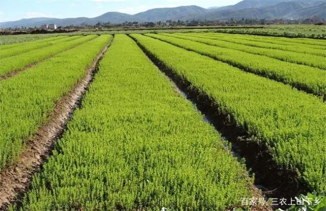 农村致富项目分享：一种常用不常见的植物，亚麻的种植前景如何？