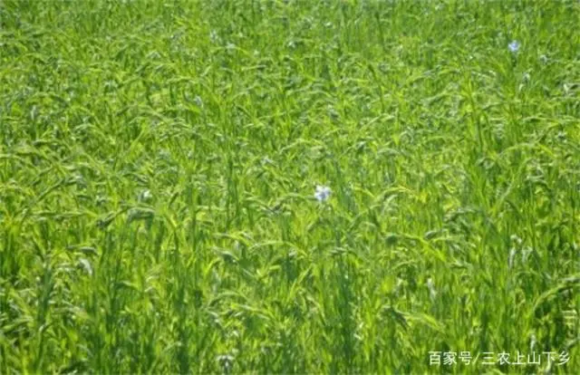 致富种植亚麻项目怎么样_种植亚麻致富项目_致富种植亚麻项目介绍