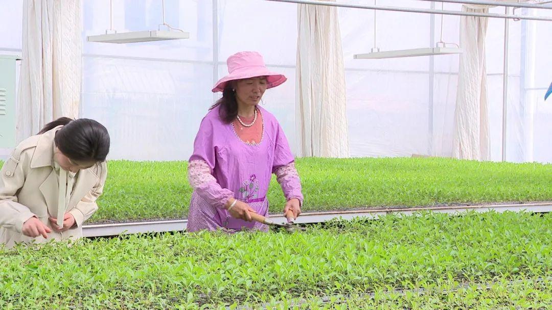 甘肃白银农作物_甘肃省白银市农作物种植情况_白银种植致富