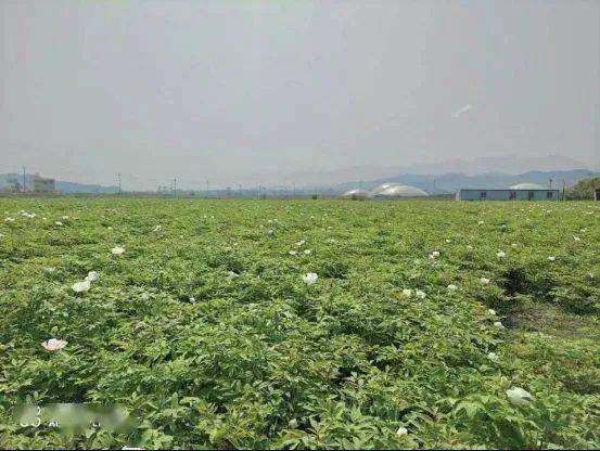 致富药材种植项目有哪些公司_种植药材 致富项目有哪些_致富药材种植项目有那些