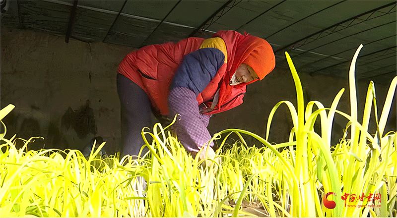 大棚种植韭黄高产技术_大棚高产种植技术韭黄技术要点_大棚种植韭黄新技术