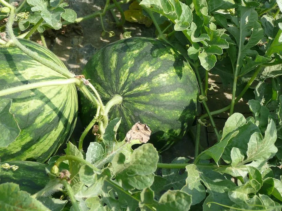 露地黄瓜种植技术视频_视频黄瓜种植露地技术教程_黄瓜种植时间和方法(露地)