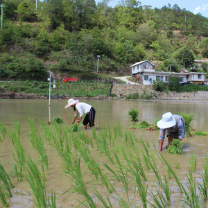 致富种植视频全集_种植致富视频采访_种植致富案例