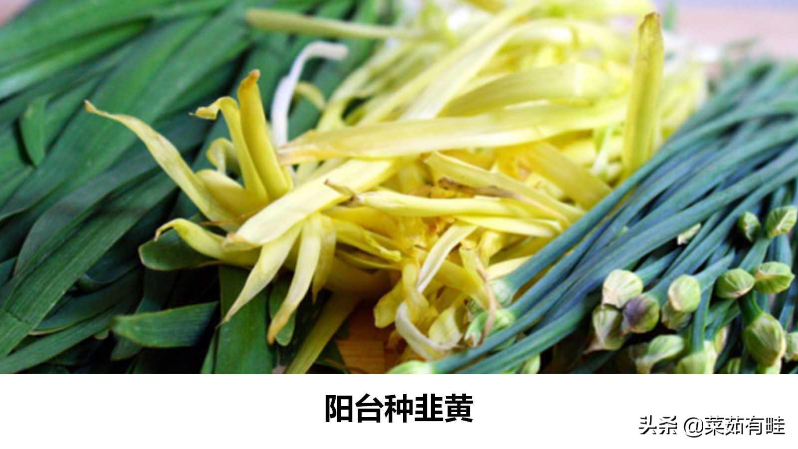 「菜茹有畦」90. 在阳台种韭黄