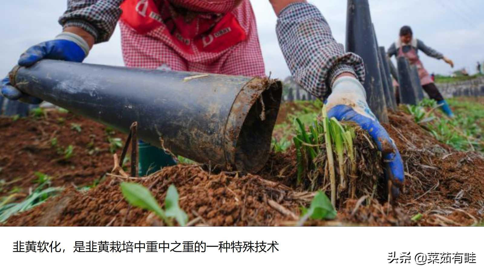 大棚种植韭黄高产技术_农广天地韭黄大棚种植视频_大棚种韭黄种植技术大棚