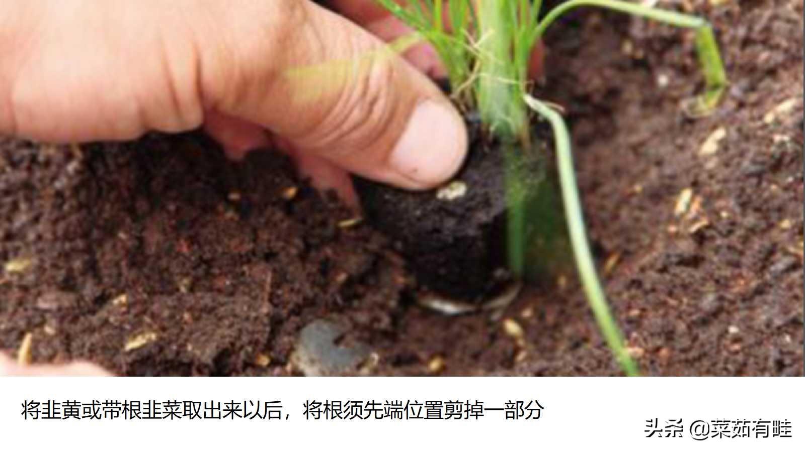 大棚种韭黄种植技术大棚_农广天地韭黄大棚种植视频_大棚种植韭黄高产技术