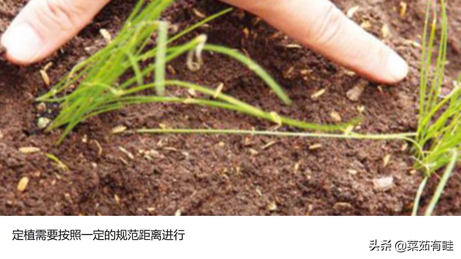 农广天地韭黄大棚种植视频_大棚种植韭黄高产技术_大棚种韭黄种植技术大棚