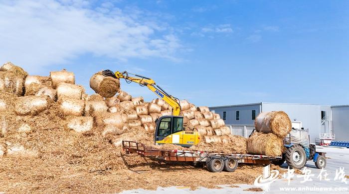 江苏的食用菌养殖基地在哪里_江苏省食用菌基地_江苏省种植食用菌致富新闻