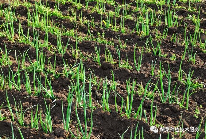 冬瓜种植管理技术要点_冬瓜种植管理技术要点视频_种植冬瓜管理技术