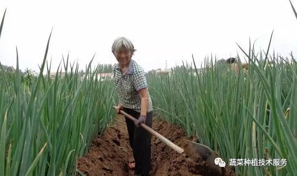 冬瓜种植管理技术要点视频_冬瓜种植管理技术要点_种植冬瓜管理技术